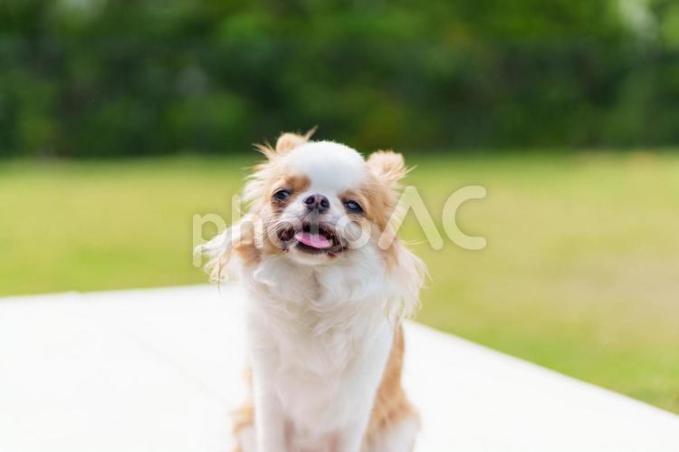 うれしくて耳をぺたんと後ろに下げるチワワ 犬,チワワ,笑顔の写真素材