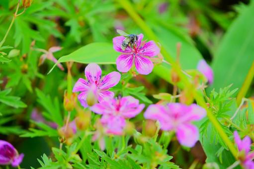 Pink flowers of Asamafuuro Yashima Marshland 6, JPG