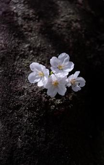 桜 桜の写真