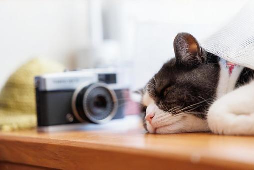 窓辺の猫 マンチカン,猫,窓の写真素材