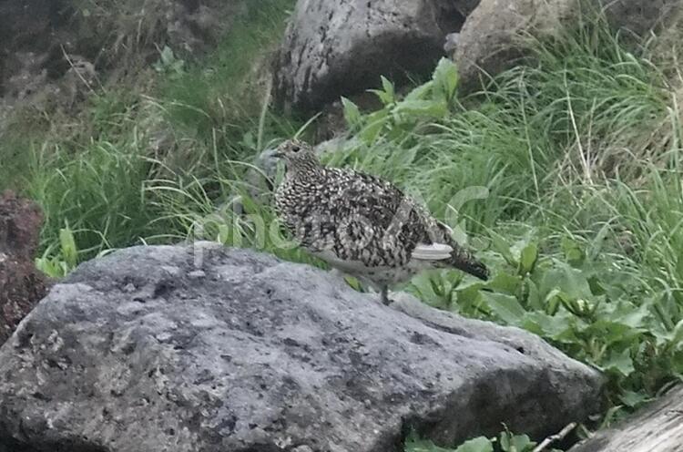 木曽御嶽山ライチョウ 木曽,御嶽山,ライチョウの写真素材