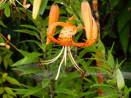 [Flower photo] Tiger lily, JPG