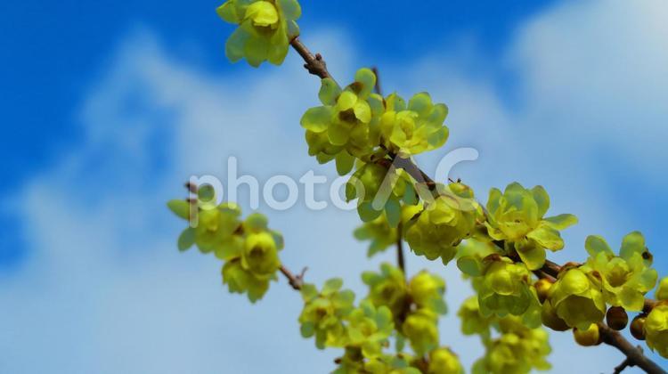 冬の蝋梅の花 背景,蝋梅,花の写真素材
