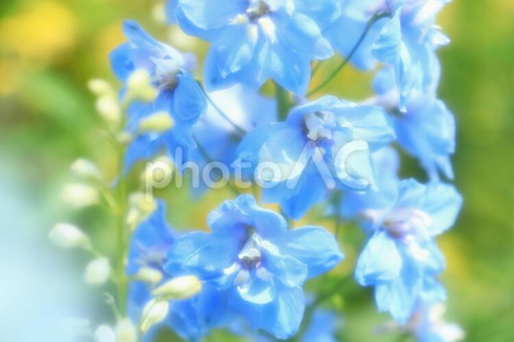 デルフィニウム_ソフトフォーカス_イメージ 花,デルフィニウム,背景の写真素材