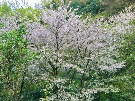 桜 桜 桜,ソメイヨシノ,森林の写真素材