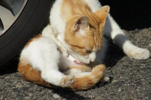 ねこ ねこ にゃんこ,可愛い,野良猫の写真素材