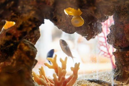 水槽の中を泳ぐ熱帯魚とサンゴ① 水槽の中を泳ぐ熱帯魚とサンゴ① 熱帯魚,水槽,サンゴの写真素材
