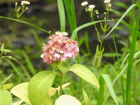川のそばに咲く紫陽花 川のそばに咲く紫陽花の写真