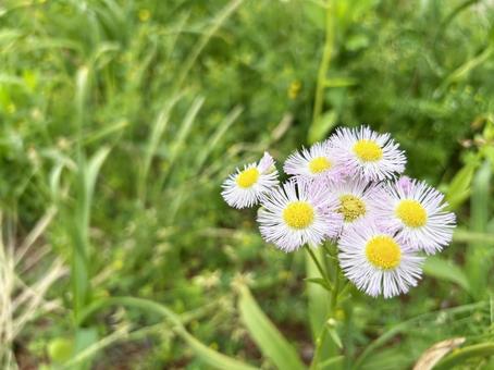 淡いピンク色のヒメジョオンの花 淡いピンク色のヒメジョオンの花の写真