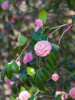 椿 椿 ツバキ,花,フラワーの写真素材