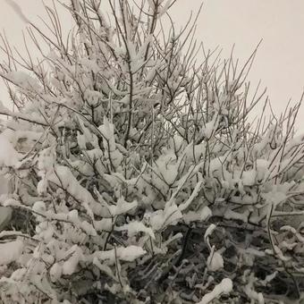雪 冬 雪 冬の写真
