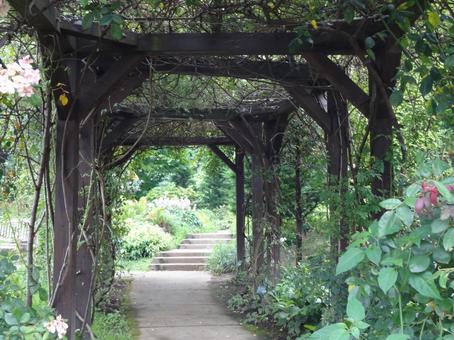 Photo, green, tunnel, summer, 