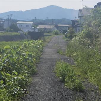 砂利道と草 砂利道と草の写真