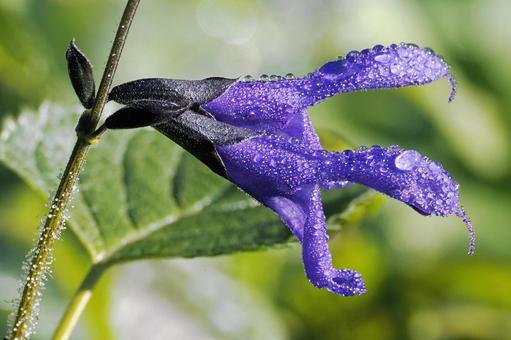 雨上がりのメド―セージ メドーセージ,サルビア・ガラニチカ,雨上がりの写真素材