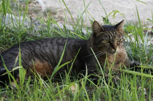 公園ネコ　沖縄県　那覇市　キジトラ ネコ,ねこ,動物の写真素材