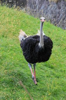 ダチョウ ダチョウ ダチョウ,アフリカ,サバンナの写真素材