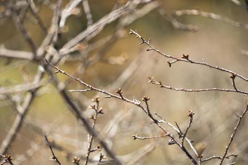 河津桜の蕾 河津桜の蕾の写真