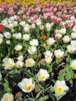 チューリップ はままつフラワーパーク チューリップ はままつフラワーパーク チューリップ,花,春の写真素材