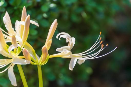 白花曼珠沙華のアップ 白花曼珠沙華,彼岸花,白の写真素材