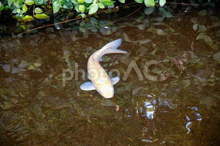 広場の池でゆったり泳ぐ錦鯉 にしきごい,ニシキゴイ,錦鯉の写真素材