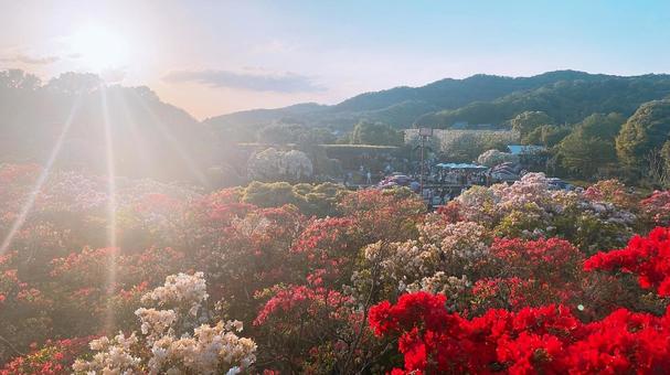 あしかがフラワーパークのツツジ あしかがフラワーパークのツツジ あしかがフラワーパーク,ツツジ,花の写真素材