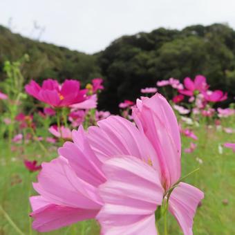 コスモス(秋桜) コスモス(秋桜) コスモス,秋桜,花の写真素材