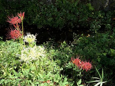 光と影に浮かぶ彼岸花の写真