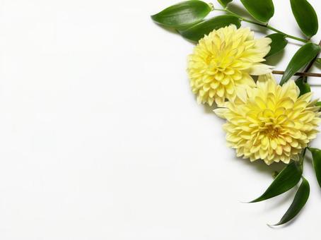 Dahlia Frame, JPG