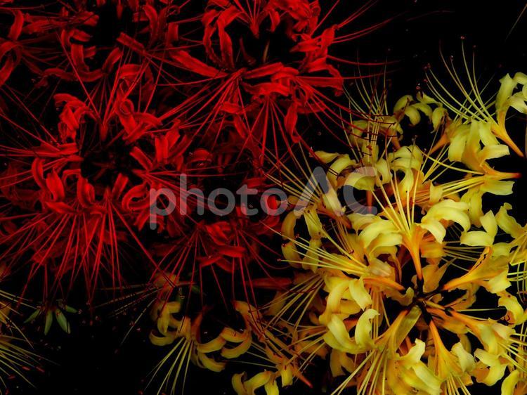 闇に浮かび上がる１対のヒガンバナ 秋,ヒガンバナ,花の写真素材