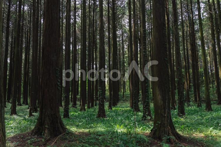 林道の木々２ 山,自然,林道の写真素材