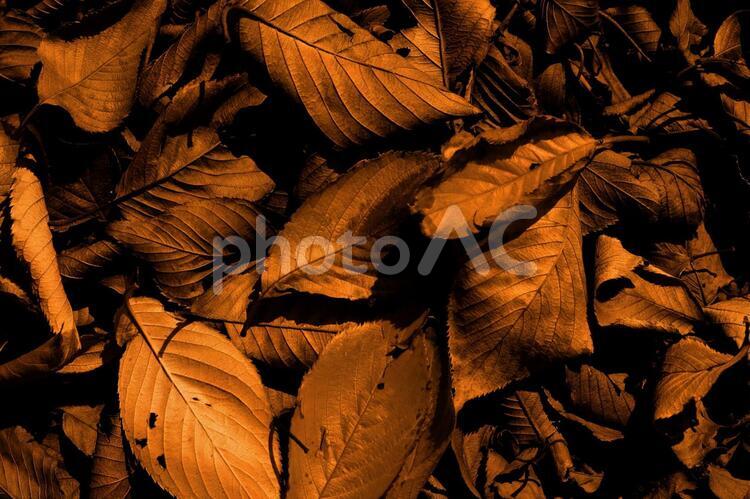 落ち葉　枯葉の背景 背景,ホラー,秋の写真素材