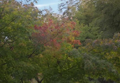 緑の中のモミジの写真