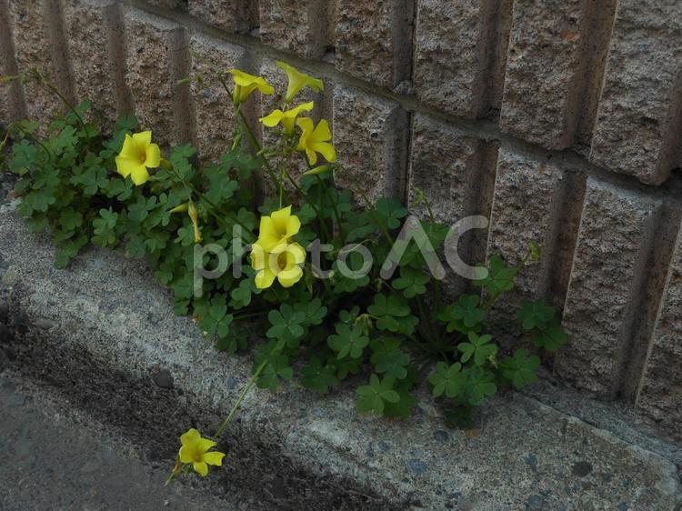 路上に咲く、小さい黄色い花 花,フラワー,路上の写真素材