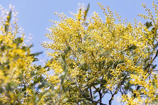 ミモザの蕾と青空 ミモザの蕾と青空 ミモザ,花,春の写真素材