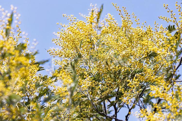 ミモザの蕾と青空 ミモザ,花,春の写真素材