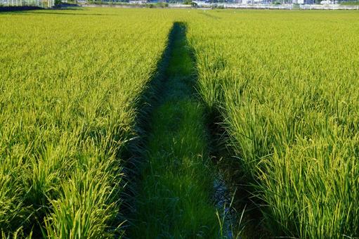 水田の風景 水田の風景の写真