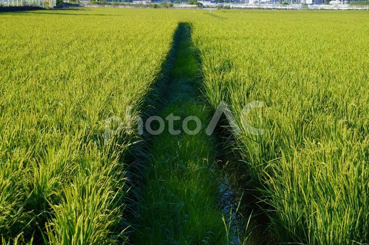水田の風景 稲穂,米,日差しの写真素材