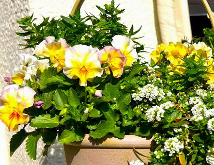 春のガーデニング パンジー,花,寄せ植えの写真素材