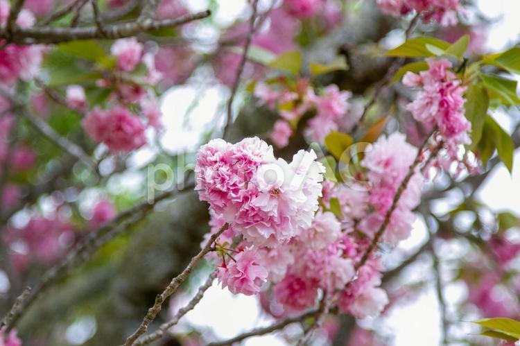 八重桜 八重桜,桜,さくらの写真素材