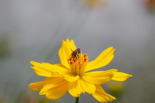 Yellow Cosmos (24), JPG