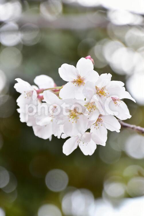 ソメイヨシノ・桜 桜,ソメイヨシノ,春の写真素材