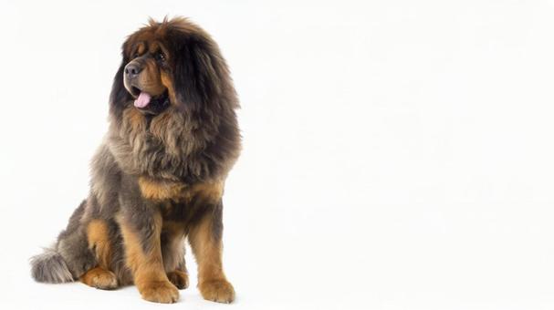 チベタン・マスティフ10の写真