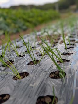 玉ねぎ栽培 玉ねぎ,栽培,野菜の写真素材