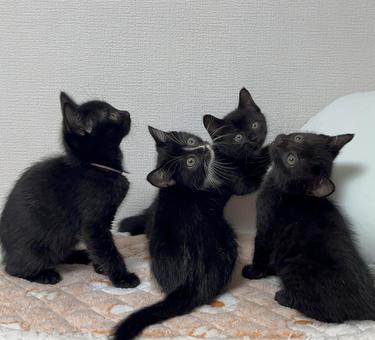 黒猫４兄妹 黒猫,４匹,集合の写真素材