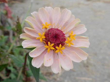 【花の写真】 ヒャクニチソウ（百日草） 百日草,ヒャクニチソウ,植物の写真素材
