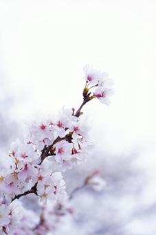 桜の花を見上げる 桜の花を見上げるの写真