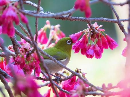 メジロと寒緋桜 メジロと寒緋桜の写真