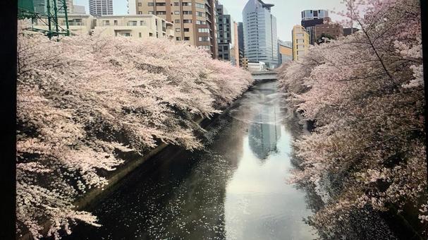 目黒川のさくら さくら,桜,春の写真素材