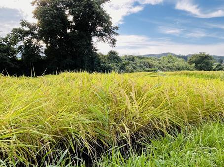 稲穂と空 稲穂と空の写真