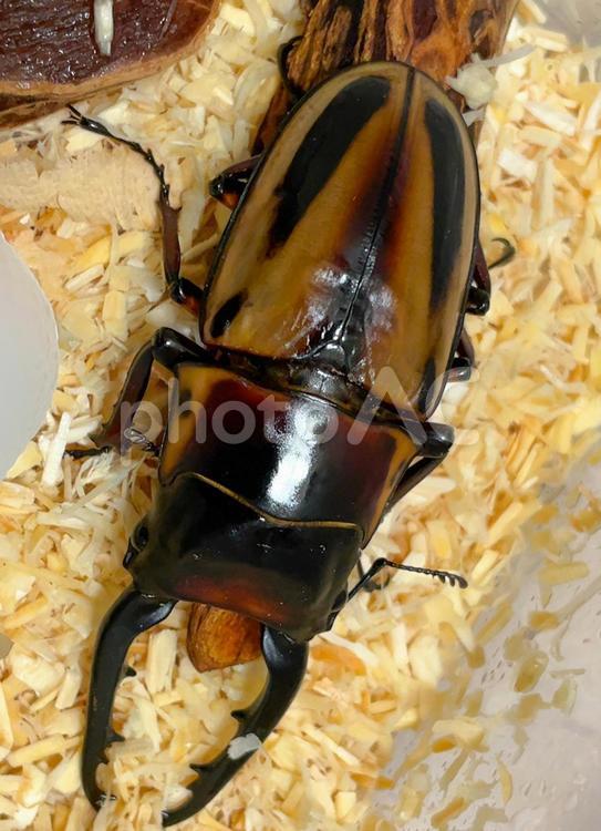 ファブリースノコギリクワガタのオス クワガタ,クワガタムシ,昆虫の写真素材